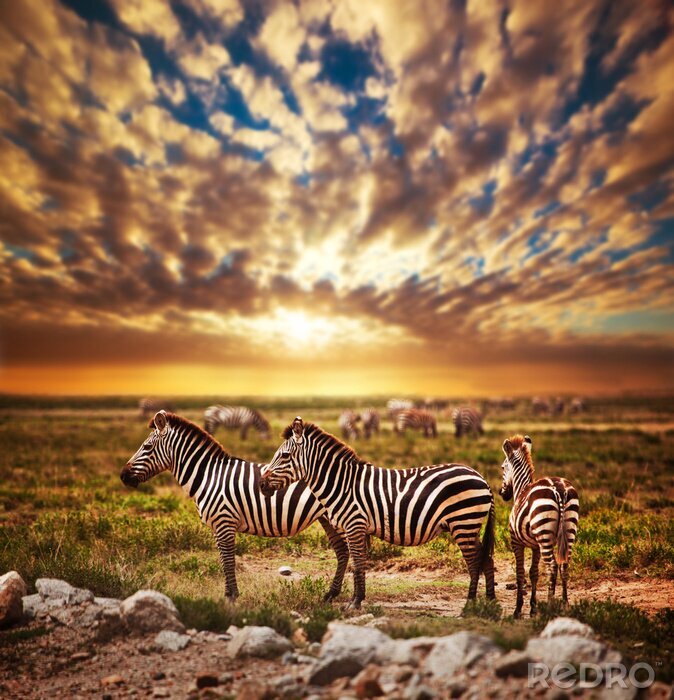 Papier peint à motif  Troupeau de zèbres sur la savane africaine au coucher du soleil. Safari dans le Serengeti