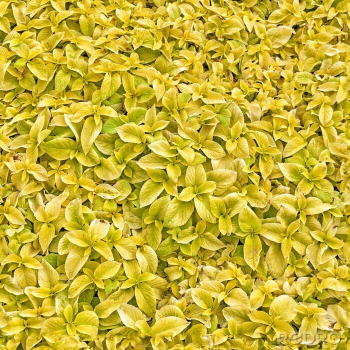Papier peint à motif  Un champ plein de fleurs jaunes