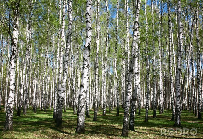 Papier peint à motif  Une forêt pleine de bouleaux