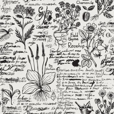Papier peint à motif  Une page d'un atlas botanique