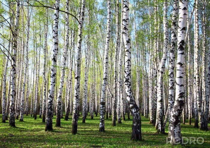 Papier peint à motif  Verdure et bouleaux
