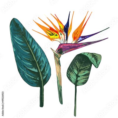 Papier peint  223_Strelitzia_orange strelitzia, green leaves, isolated tropical plant vector illustrations set on a white background
