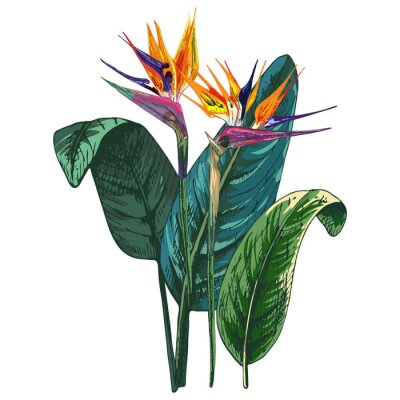 Papier peint  225_Strelitzia+orange strelitzia, flower, green leaf, isolated vector illustration, exotic plant on a white background, tropics, jungle