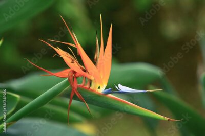 Papier peint  27 Sept 2008  Strelitzia flower Also known as Bird of Paradise