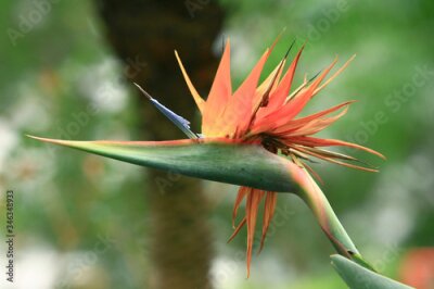 Papier peint  27 Sept 2008  Strelitzia flower Also known as Bird of Paradise