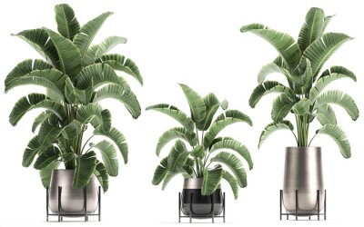 Papier peint  3D digital render of plant isolated on white background Strelitzia Ravenala banana