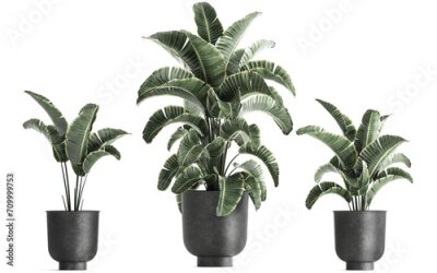 Papier peint  3D digital render of plant isolated on white background Strelitzia Ravenala banana