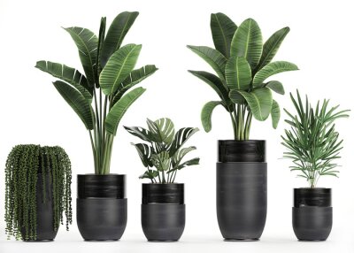 Papier peint  3D digital render of plant isolated on white background Strelitzia Ravenala banana