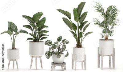 Papier peint  3D digital render of plant isolated on white background Strelitzia Ravenala banana