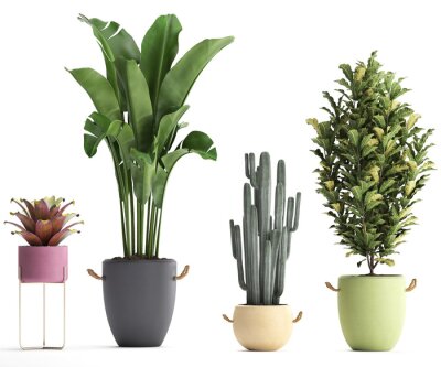 Papier peint  3D digital render of plant isolated on white background Strelitzia Ravenala banana