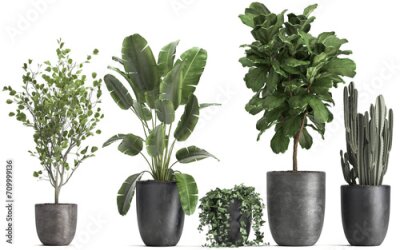 Papier peint  3D digital render of plant isolated on white background Strelitzia Ravenala banana