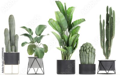 Papier peint  3D digital render of plant isolated on white background Strelitzia Ravenala banana