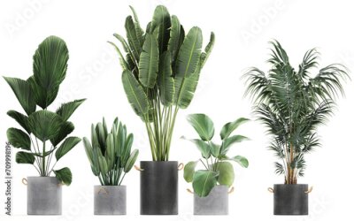 Papier peint  3D digital render of plant isolated on white background Strelitzia Ravenala banana