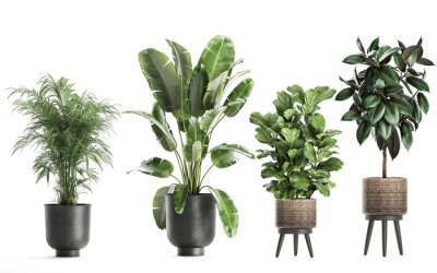 Papier peint  3D digital render of plant isolated on white background Strelitzia Ravenala banana