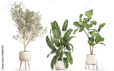 Papier peint  3D digital render of plant isolated on white background Strelitzia Ravenala banana