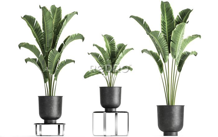 Papier peint  3D digital render of plant isolated on white background Strelitzia Ravenala banana