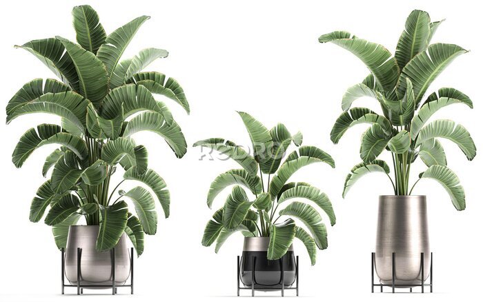 Papier peint  3D digital render of plant isolated on white background Strelitzia Ravenala banana