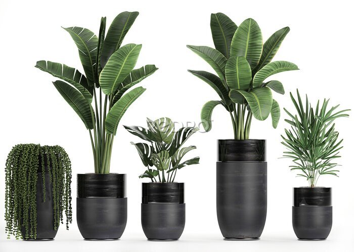 Papier peint  3D digital render of plant isolated on white background Strelitzia Ravenala banana