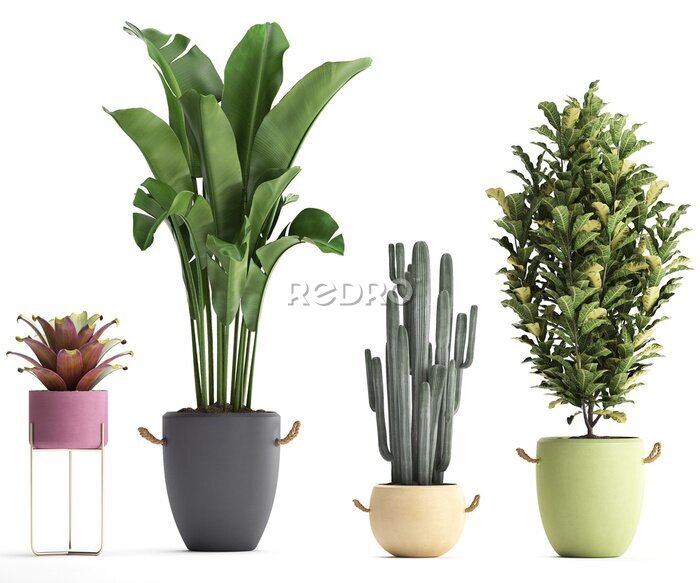 Papier peint  3D digital render of plant isolated on white background Strelitzia Ravenala banana