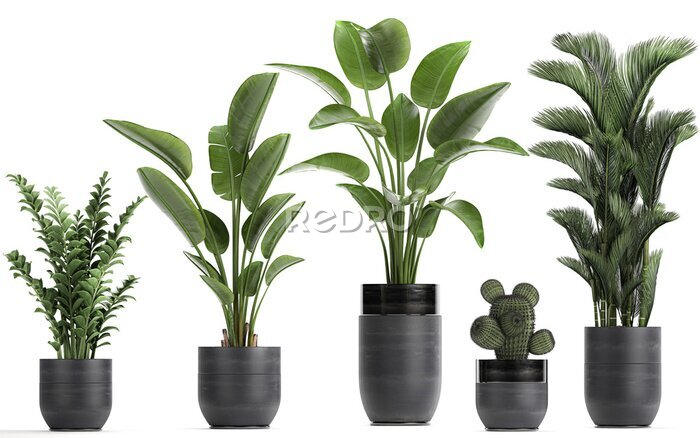 Papier peint  3D digital render of plant isolated on white background Strelitzia Ravenala banana