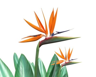 Papier peint  3d illustration d'un oiseau de fleur de paradis