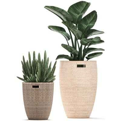 Papier peint  3D illustration of a tropical plant Strelitzia in a rattan basket isolated on white background