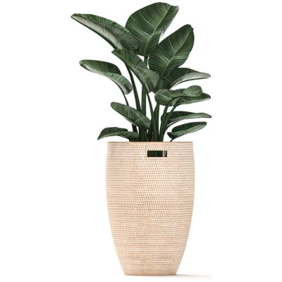 Papier peint  3D illustration of a tropical plant Strelitzia in a rattan basket isolated on white background