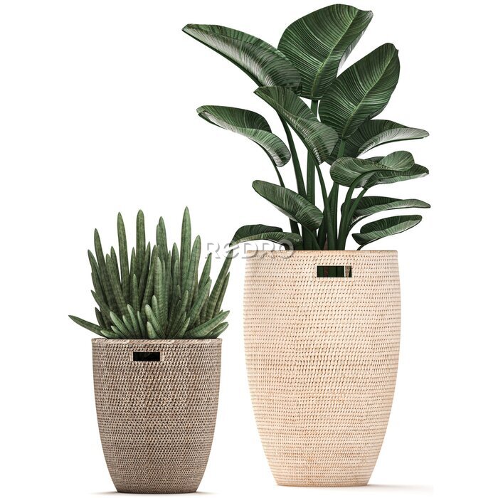 Papier peint  3D illustration of a tropical plant Strelitzia in a rattan basket isolated on white background