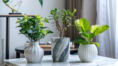 Papier peint  3D illustration of palm trees in a white pot isolated on white background ,3D Illustration Beautiful Strelitzia  palm plants in flower pots on a white background