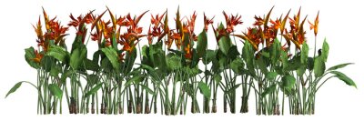 Papier peint  3d illustration of row strelitzia reginae tree isolated on transparent background