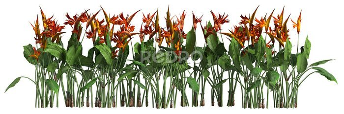 Papier peint  3d illustration of row strelitzia reginae tree isolated on transparent background