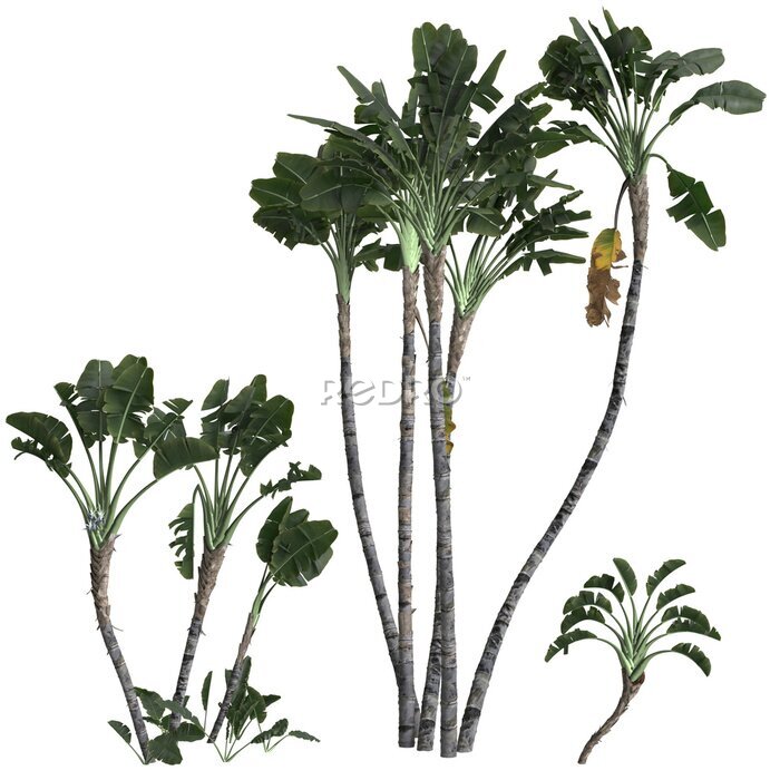 Papier peint  3d illustration of set strelitzia nicolai tree isolated on transparent background