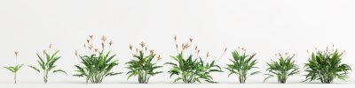 Papier peint  3d illustration of set strelitzia tree isolated on white background