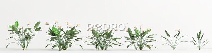 Papier peint  3d illustration of set strelitzia tree isolated on white background