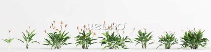 Papier peint  3d illustration of set strelitzia tree isolated on white background