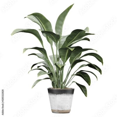 Papier peint  3d illustration of Strelitzia nicolai plant in planter isolated on transparent canvas