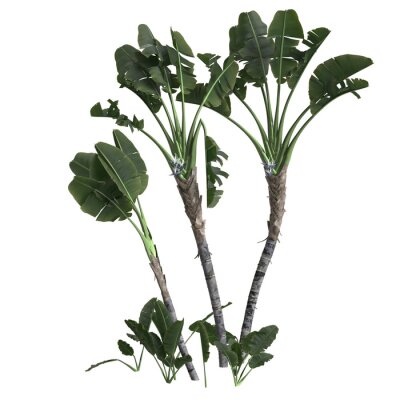 Papier peint  3d illustration of strelitzia nicolai tree isolated on transparent background