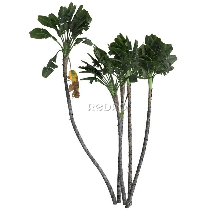 Papier peint  3d illustration of strelitzia nicolai tree isolated on transparent background