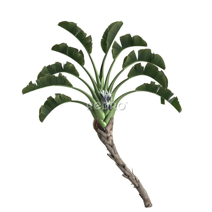 Papier peint  3d illustration of strelitzia nicolai tree isolated on transparent background