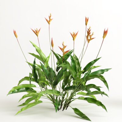 Papier peint  3d illustration of strelitzia tree isolated on white background