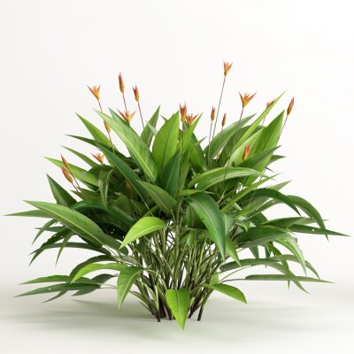 Papier peint  3d illustration of strelitzia tree isolated on white background