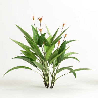 Papier peint  3d illustration of strelitzia tree isolated on white background