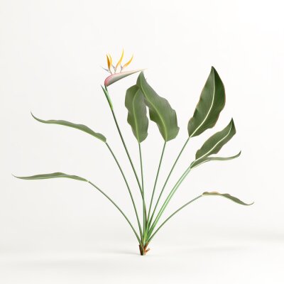 Papier peint  3d illustration of strelitzia tree isolated on white background