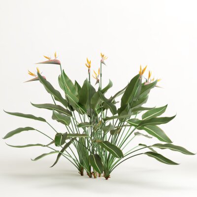 Papier peint  3d illustration of strelitzia tree isolated on white background