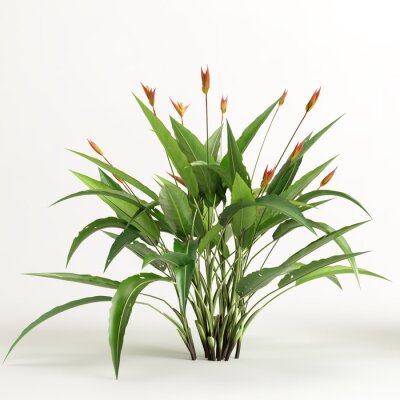 Papier peint  3d illustration of strelitzia tree isolated on white background