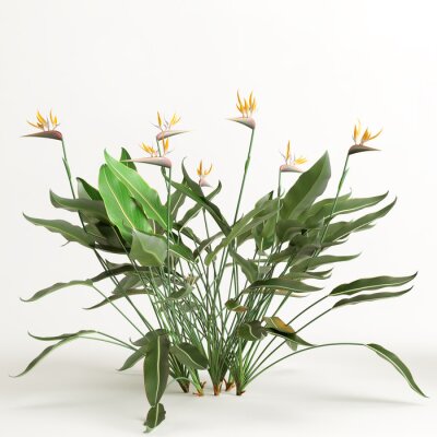 Papier peint  3d illustration of strelitzia tree isolated on white background