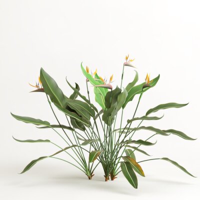 Papier peint  3d illustration of strelitzia tree isolated on white background