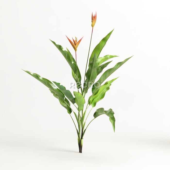 Papier peint  3d illustration of strelitzia tree isolated on white background