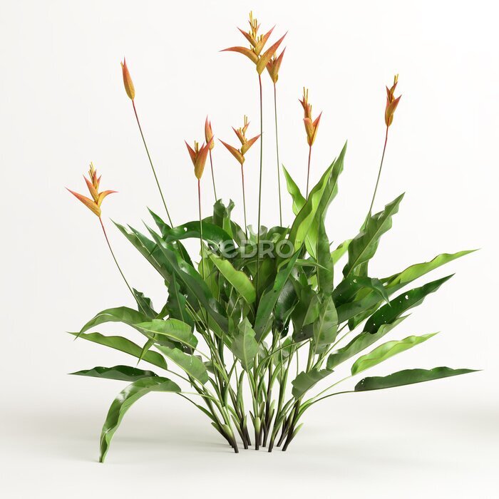 Papier peint  3d illustration of strelitzia tree isolated on white background