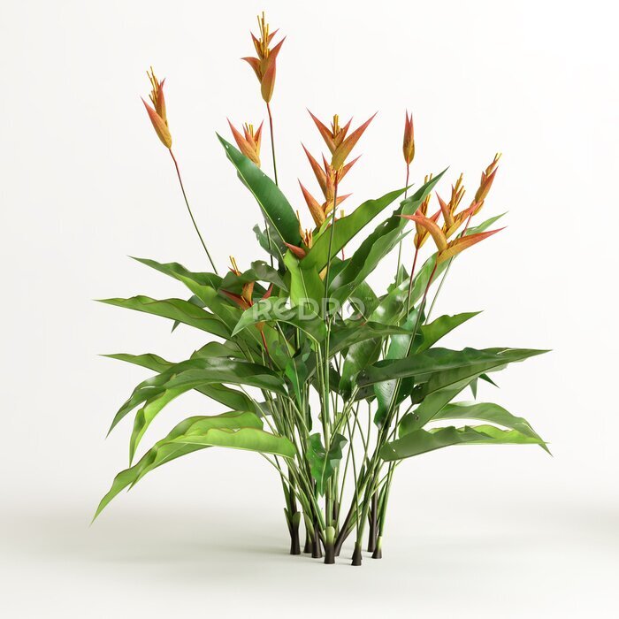 Papier peint  3d illustration of strelitzia tree isolated on white background